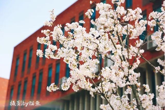 樱花装饰,樱花装饰墙壁