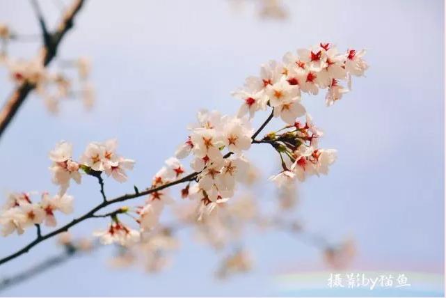 樱花装饰,樱花装饰墙壁