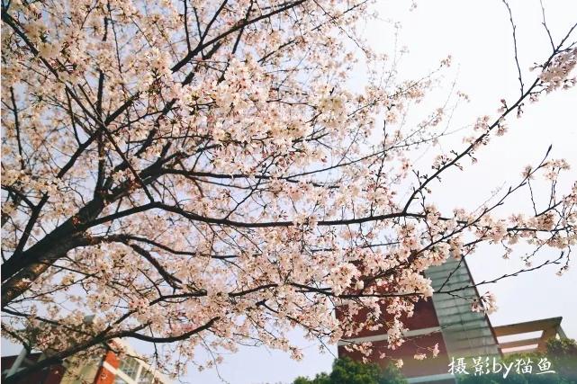 樱花装饰,樱花装饰墙壁