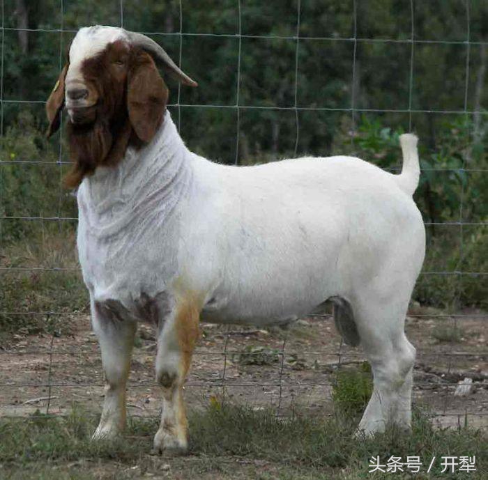 治疗羊肝虫特效药,羊肝蛭图片