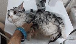 狗狗沐浴露便宜又好用,狗狗洗澡用孩子沐浴露