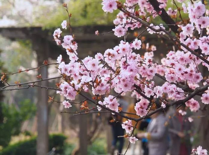 江浙寻花事,东南dx3自驾游