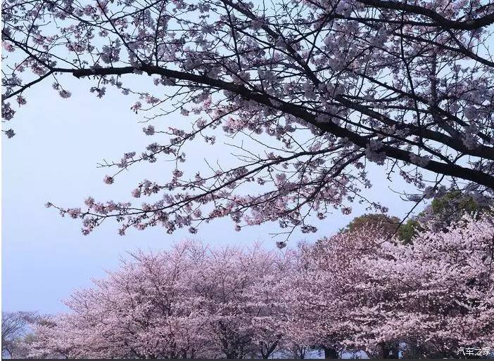 东南dx3自驾游,江浙寻花事