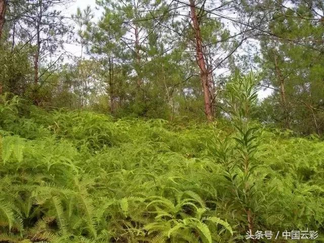 铁芒萁做菜,铁芒萁如何食用