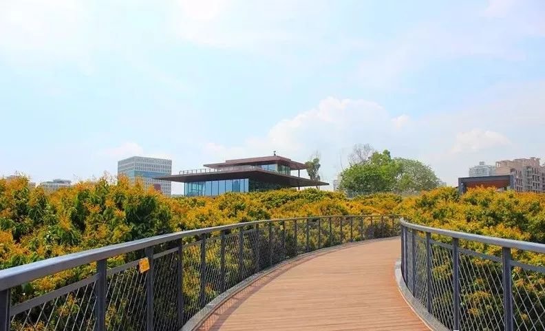 最真实的荔枝花海,广州荔枝花海