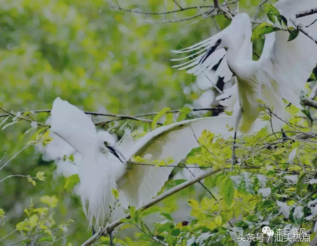 莲下这里竟藏了个神奇的“候鸟客栈”！好多人还不知道……
