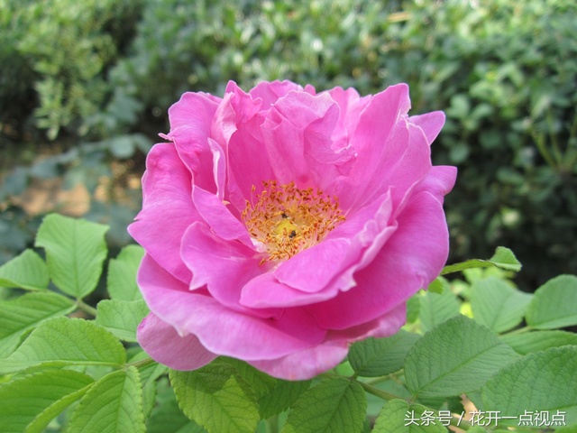 带刺的玫瑰花语,带刺的玫瑰花全集