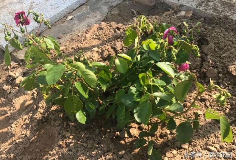 刚买回来的月季种下去枯萎怎么办,刚买回来的月季晒了怎么补救
