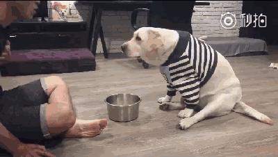 铲屎官奋不顾身保护宠物,铲屎官和狗日常行为