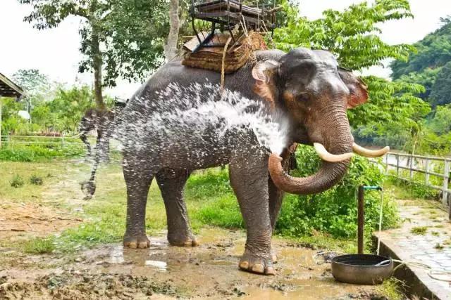 有什么是你去了泰国才知道的,你对泰国的印象是什么