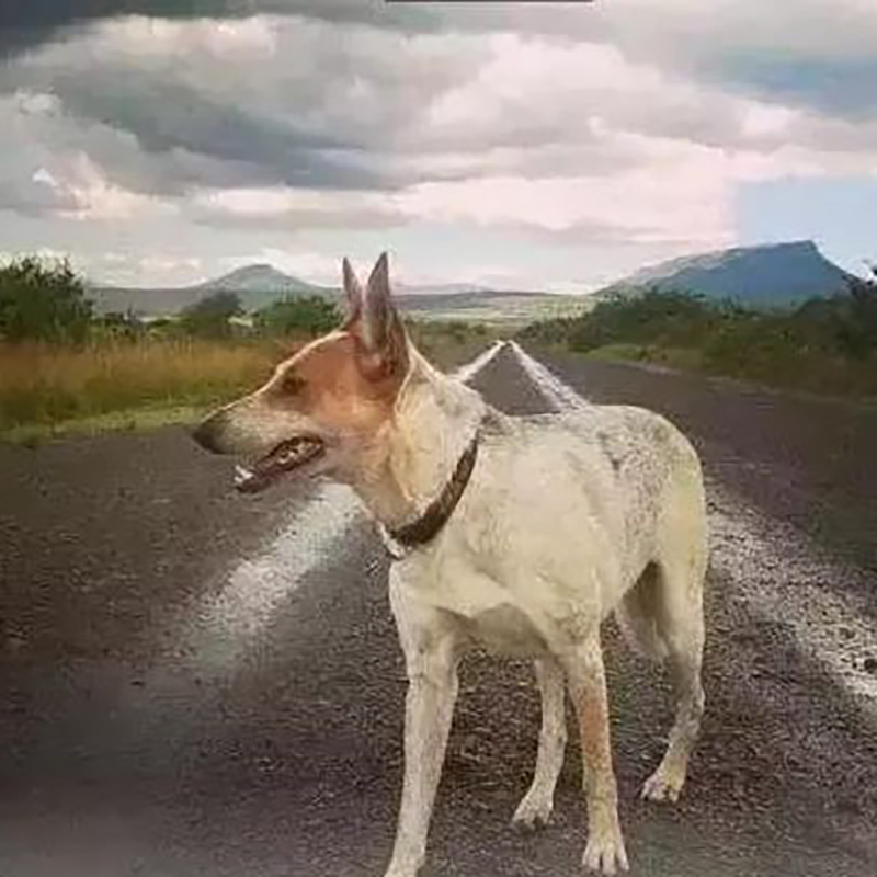 学校流浪狗死亡原因,学校流浪狗死亡后续