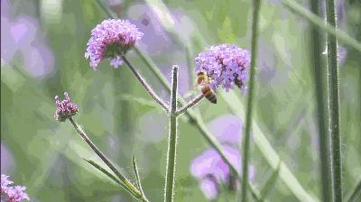 五一来云丘山赴一场花海之约,五一赴一场汉服踏青之约