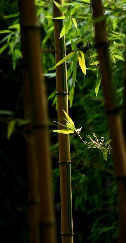 有关描写竹子的诗句古诗大全,关于竹子的诗句古诗及注释