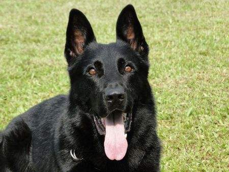 「涵姐说：德国牧羊犬」一篇详细介绍德牧/德国牧羊犬的文章