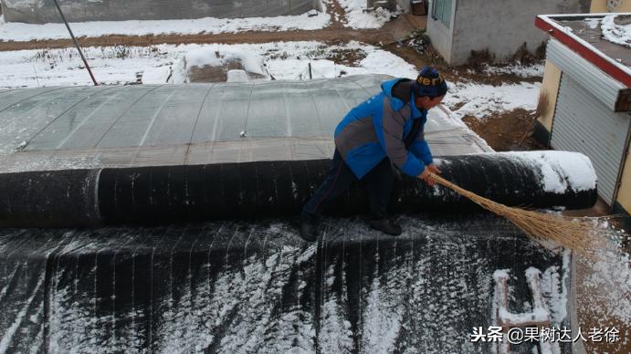 桃树开春管理视频,大棚桃花期用什么药