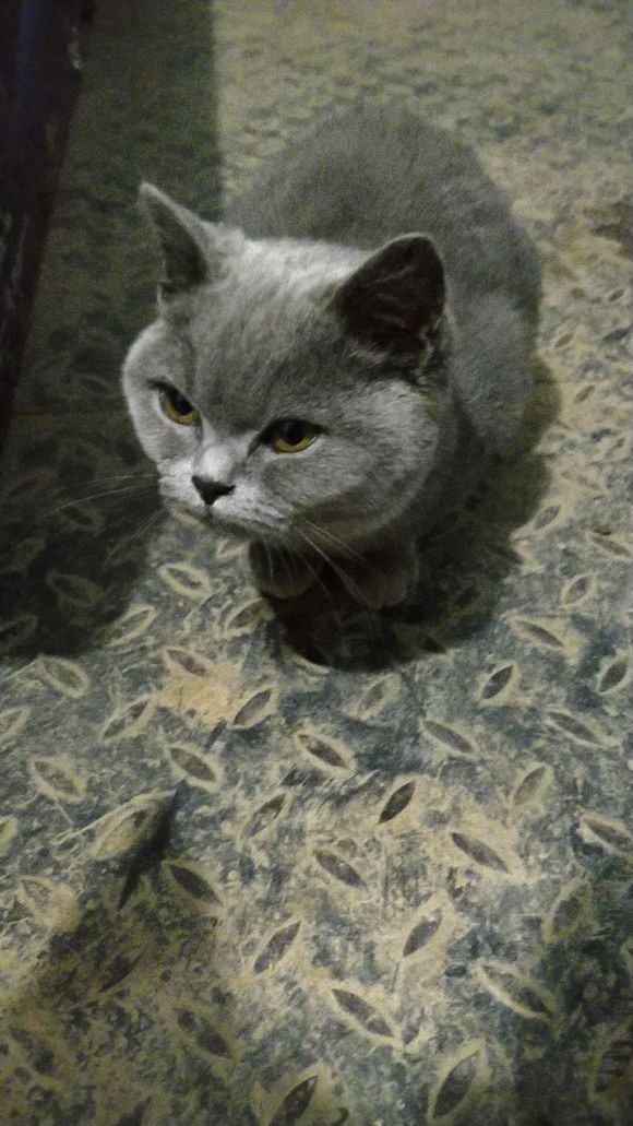 捡到一只英短蓝猫能养吗,被丢弃纯种蓝猫