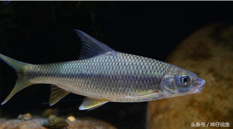 最后悔养的10种观赏鱼,最受欢迎的十种原生观赏鱼有哪些