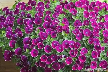 新手适合养的10种花花期长,适合懒人在家养的10种花