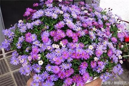 新手适合养的10种花花期长,适合懒人在家养的10种花