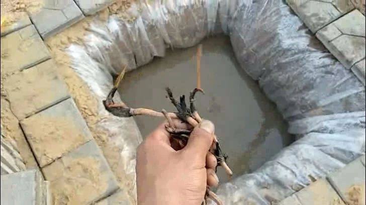 碗莲种植方法超简单的快来看看吧,种植碗莲的方法与技巧