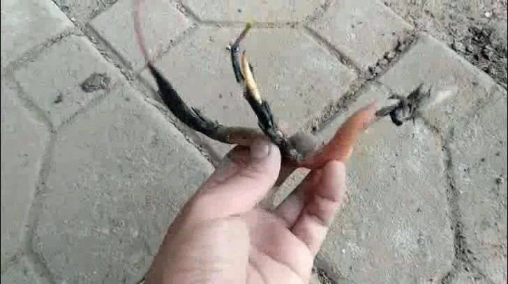 种碗莲教程视频,种碗莲怎么施肥