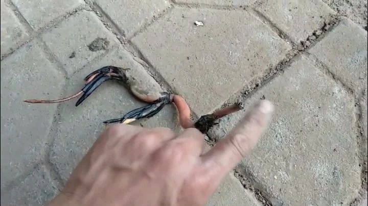 种植碗莲的方法与技巧,碗莲的种植方法和养护过程