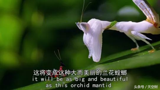 假期一定要给孩子看的20部纪录片,12部适合和孩子一起看的纪录片