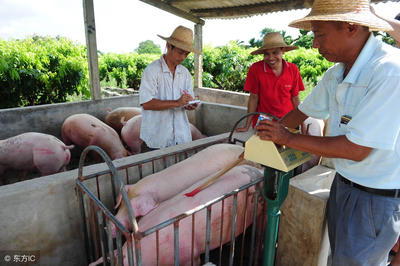 赶猪技巧,猪场赶猪的最佳方法