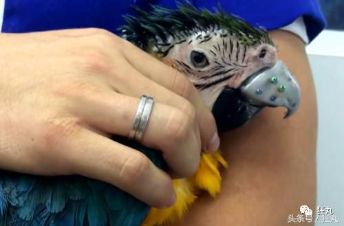 3D打印技术助力先进制造,3d打印帮助动物