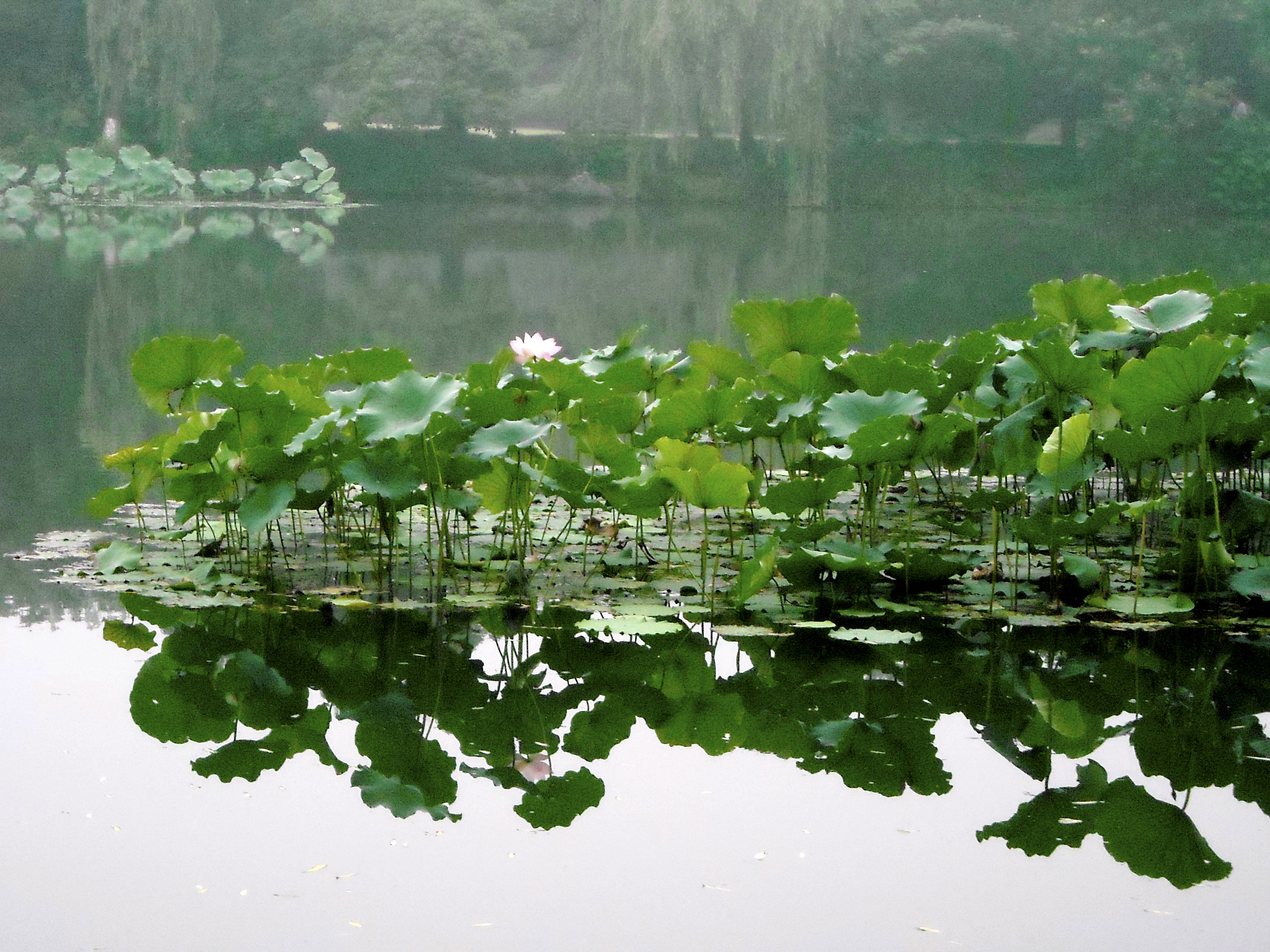 一个四川人的旅行,杭州西湖印象怎么样