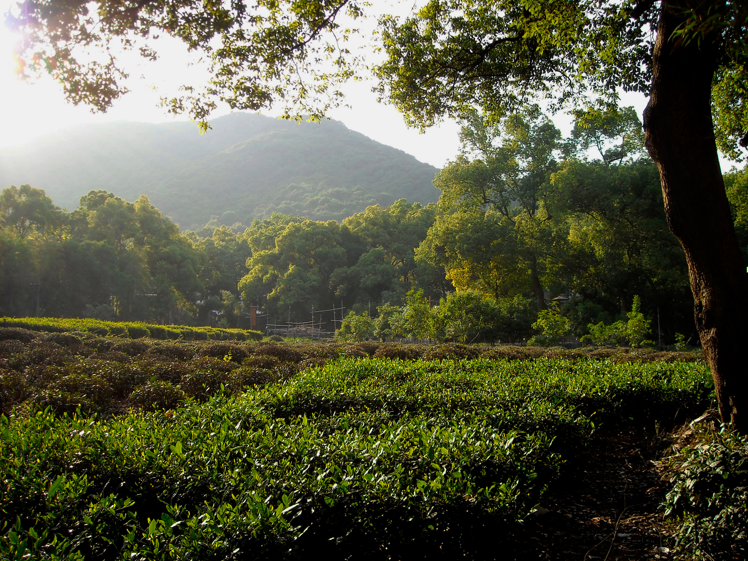 一个四川人的旅行,杭州西湖印象怎么样
