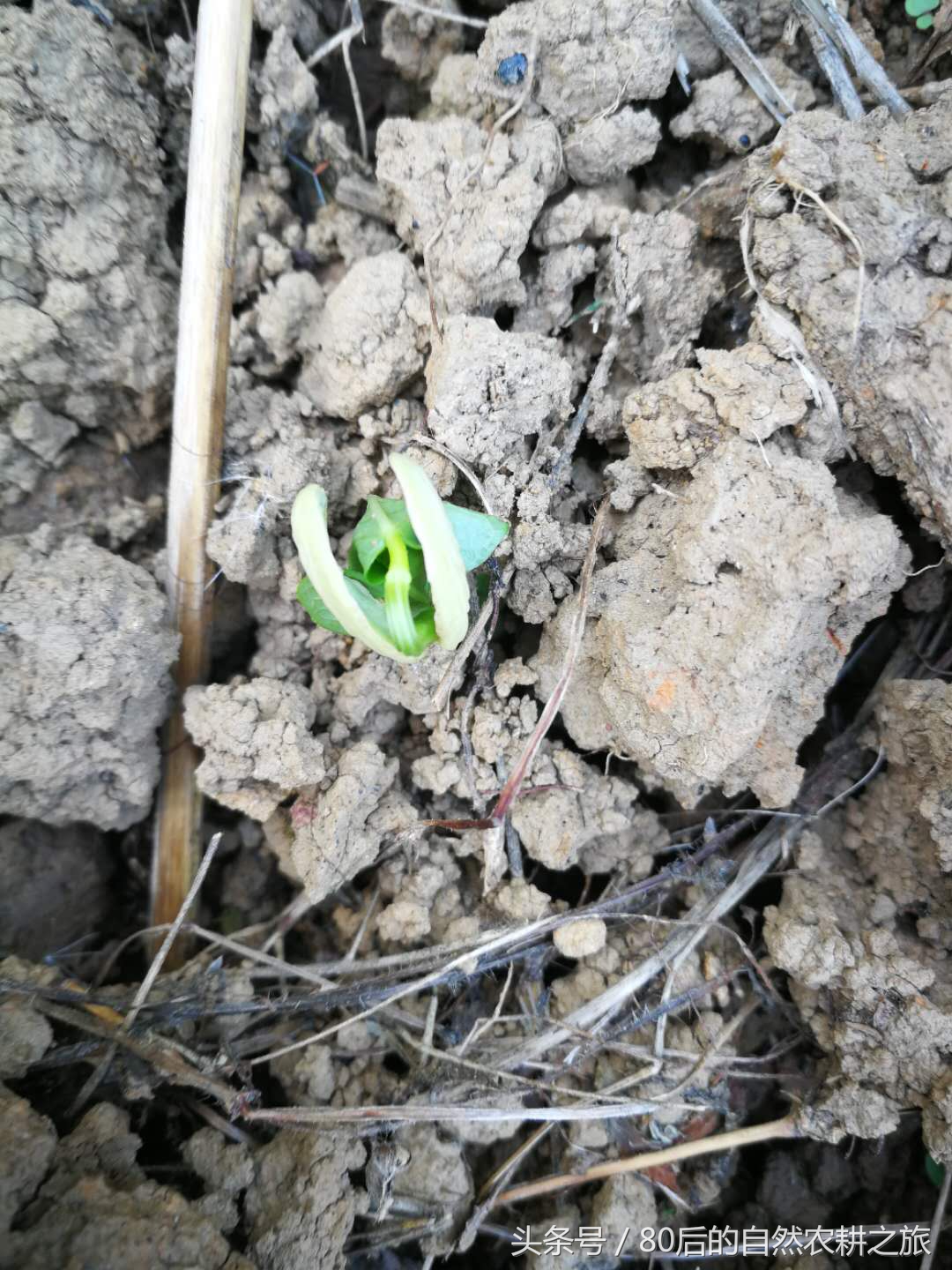 蔬菜种子发芽后几天浇一次水,蔬菜种子如何处理才能发芽