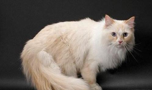 世界上最顶级的猫咪,世界上最巅峰的猫咪