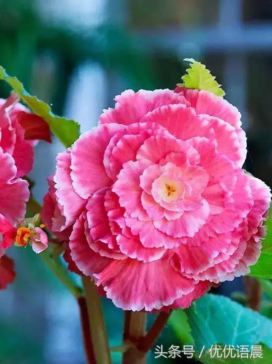 祝福群里的朋友们早上好,早上好祝群里的朋友永远健康快乐