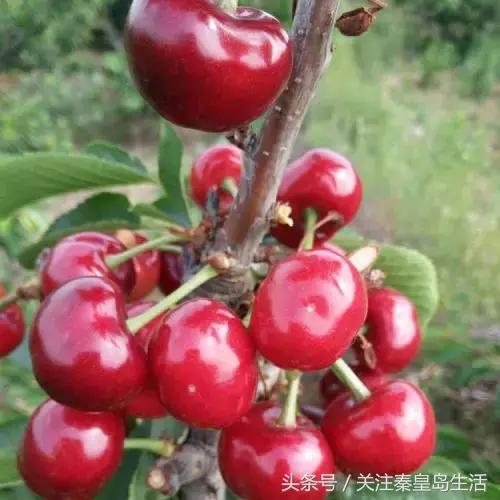 秦皇岛现在是几线城市,秦皇岛属于几线城市有发展吗