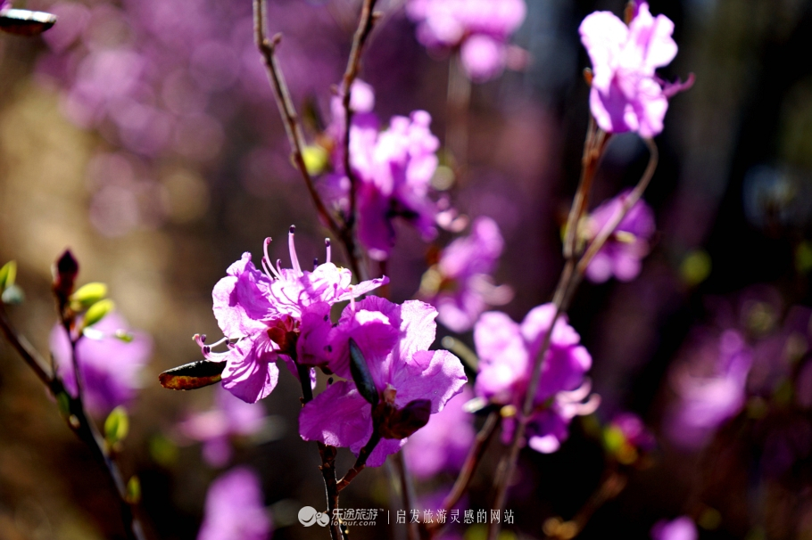 朴树冷门却很好听的歌,朴树适合西藏的歌