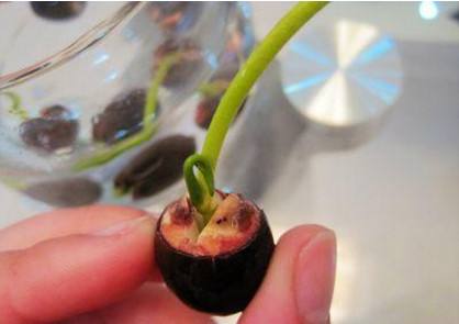 种碗莲放土的方法,碗莲一个盆水培方法全过程