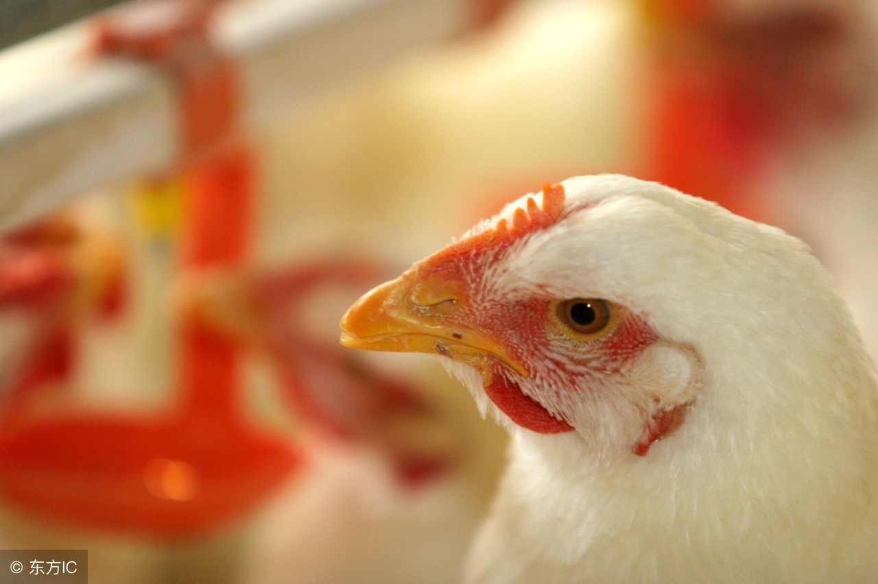 养鸡一年赚上亿元案例,养鸡利润与成功案例分享