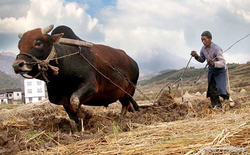 牛字的字源字形演变,羊字象形字的变化过程