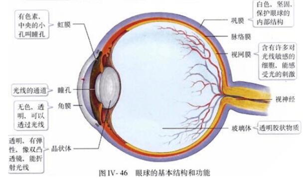 北师大版生物中考必背知识点,苏教版生物中考知识点总结填空版