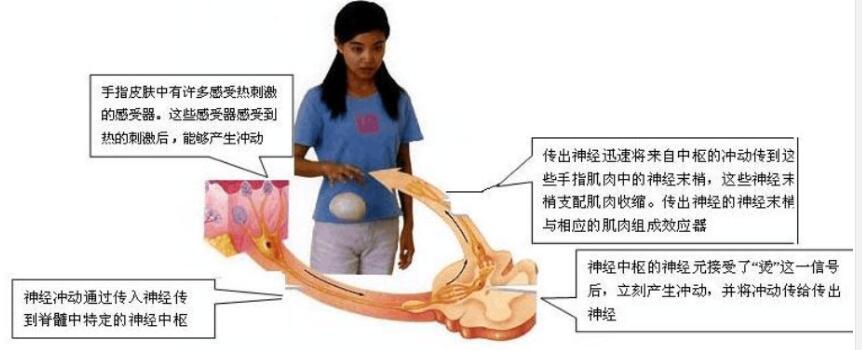 2018中考生物知识点总结（图文并茂），喜欢的朋友记得收藏或转发