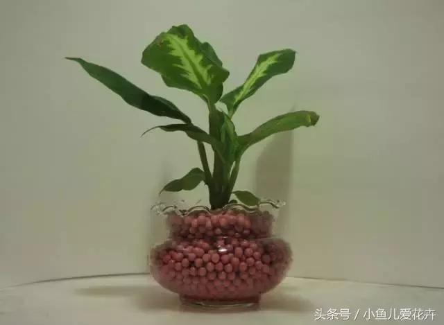 新手养肉肉最好用什么土,新手养肉配土