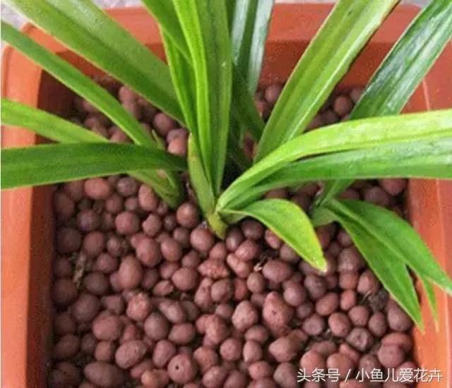 新手养肉肉最好用什么土,新手养肉配土