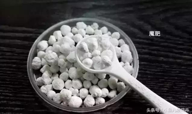 新手养肉肉最好用什么土,新手养肉配土