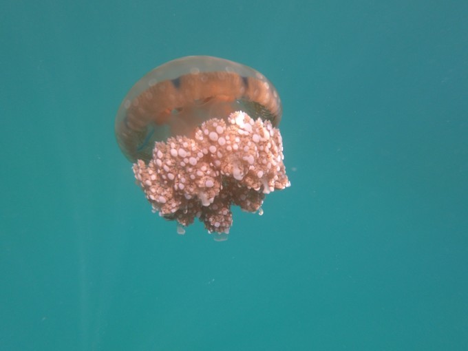 帕劳的海景风光给人美的享受,帕劳的海洋和沙滩风景图片