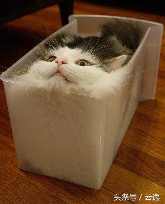 猫既是流体又是固体,猫是一种液体生物