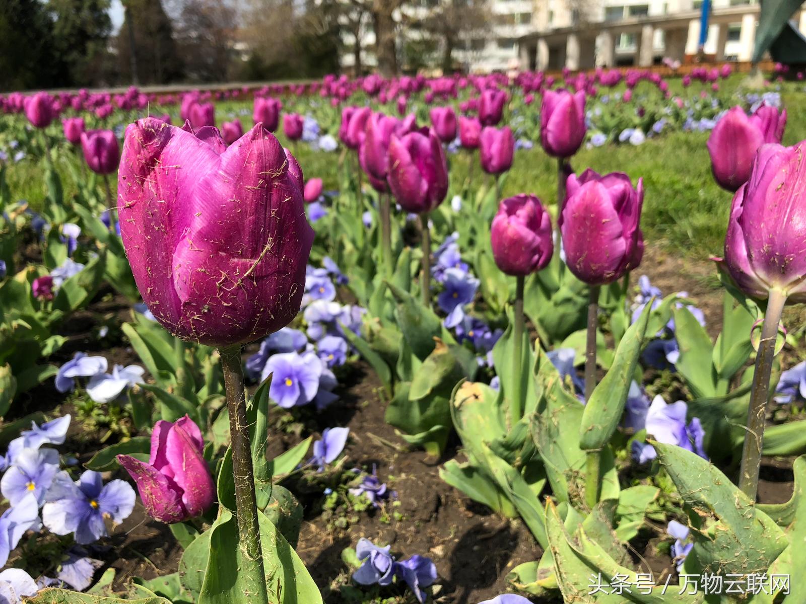 华为p20pro和华为p20谁比较好,华为p20跟p20pro哪个值得入手