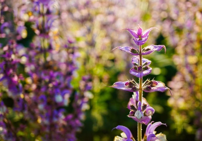 魏子昌经典诗词,魏子昌律诗全集
