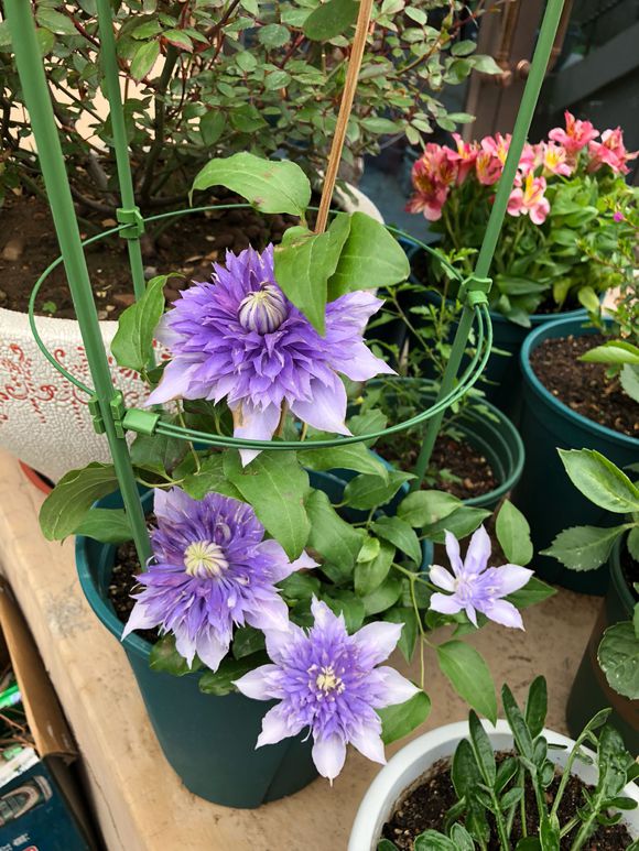 铁线莲爬藤花卉排名前十名,铁线莲哪个品种花最好看