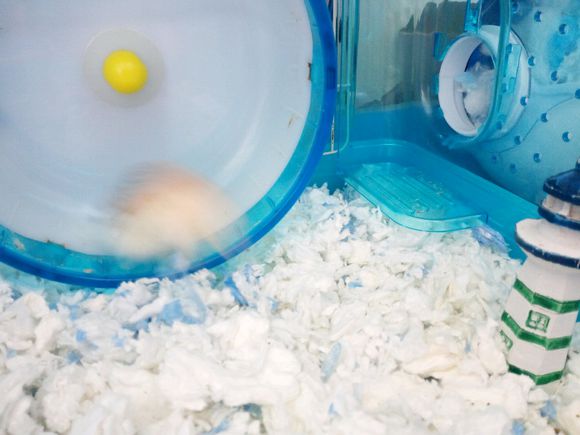 仓鼠要怎么拍才会很可爱,怎么给仓鼠拍好照呢